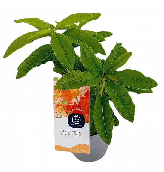 Azalea mollis Strawberry Ice C1,5 Lit. 15-25 cm