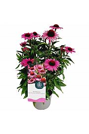Echinacea Chunky Purple C2 Lit. 20 cm