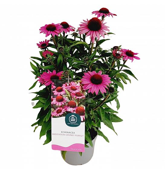 Echinacea Chunky Purple C2 Lit. 20 cm