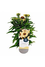 Echinacea Meditation Lime C2 Lit. 20 cm