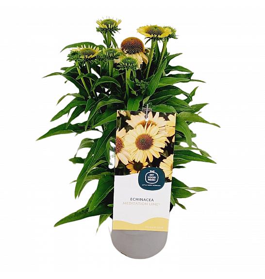 Echinacea Meditation Lime C2 Lit. 20 cm