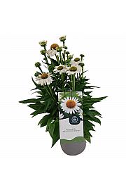 Echinacea Meditation White C2 Lit. 20 cm