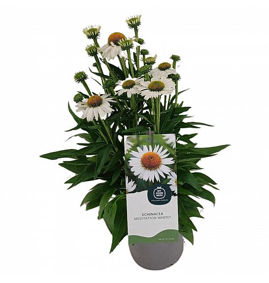 Echinacea Meditation White C2 Lit. 20 cm