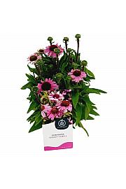 Echinacea PickUp Purple C2 Lit. 20 cm