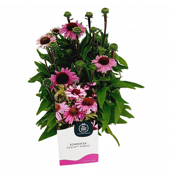 Echinacea PickUp Purple C2 Lit. 20 cm
