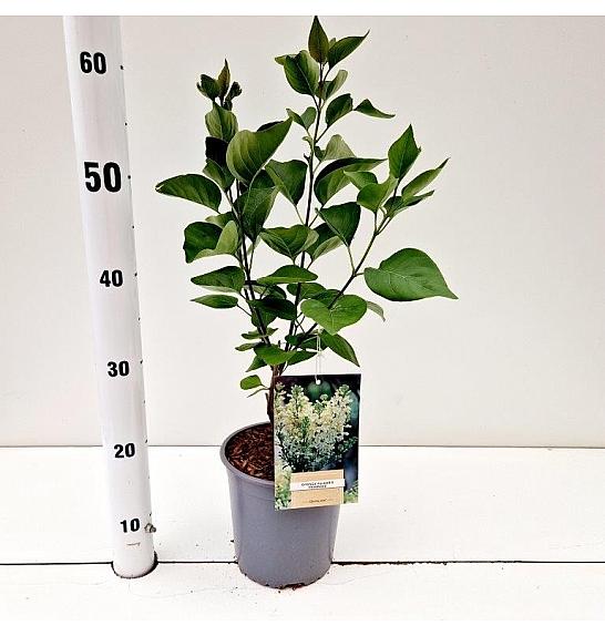 Syringa vulgaris Primrose C2 Lit. 20 cm