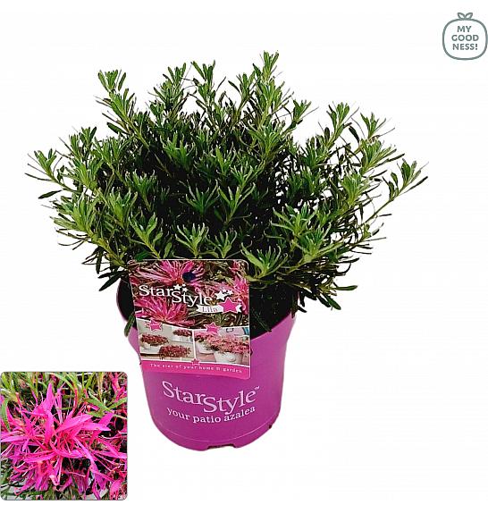 Azalea japonica Starstyle ® Lila C1,5 Lit. 25 cm