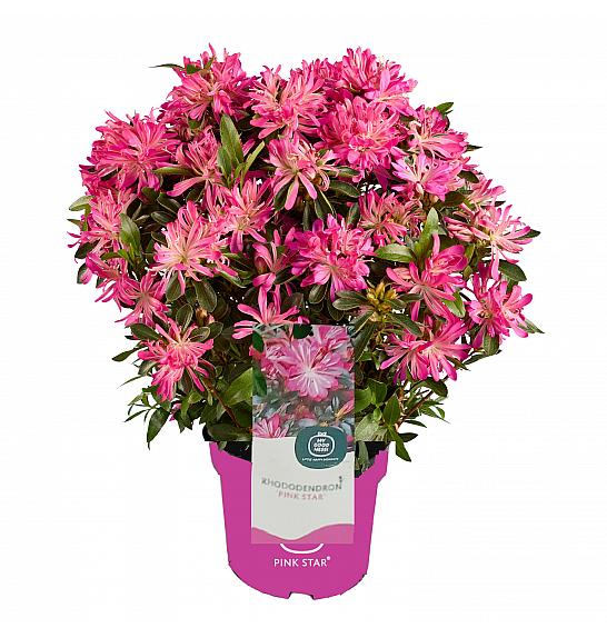Azalea japonica Starstyle ® Lila C1,5 Lit. 25 cm