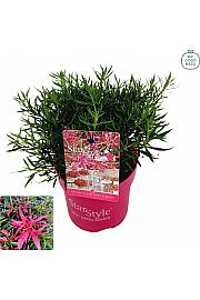 Azalea japonica Starstyle ® Pink C1,5 Lit. 25 cm