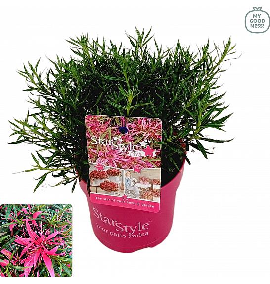 Azalea japonica Starstyle ® Pink C1,5 Lit. 25 cm