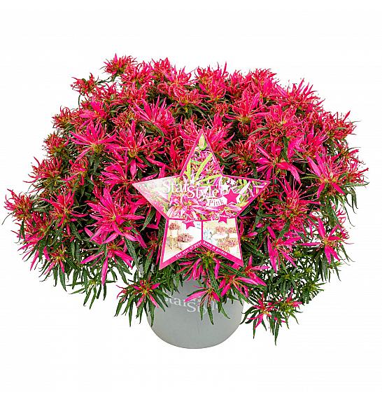 Azalea japonica Starstyle ® Pink C1,5 Lit. 25 cm