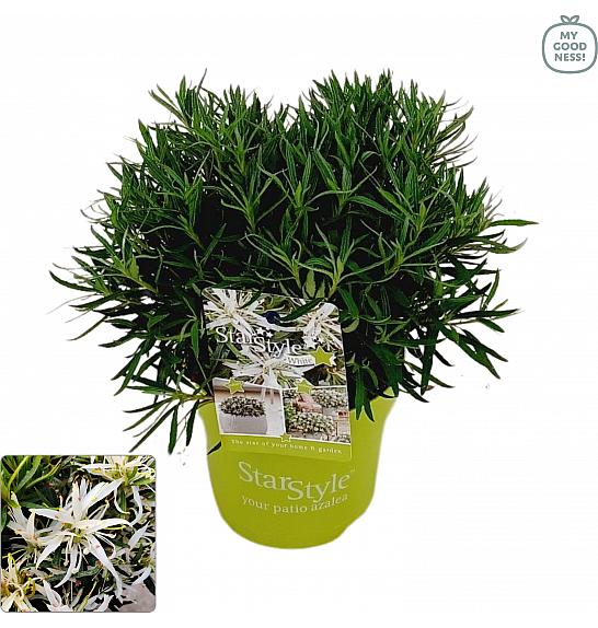 Azalea japonica Starstyle ® White C1,5 Lit. 25 cm