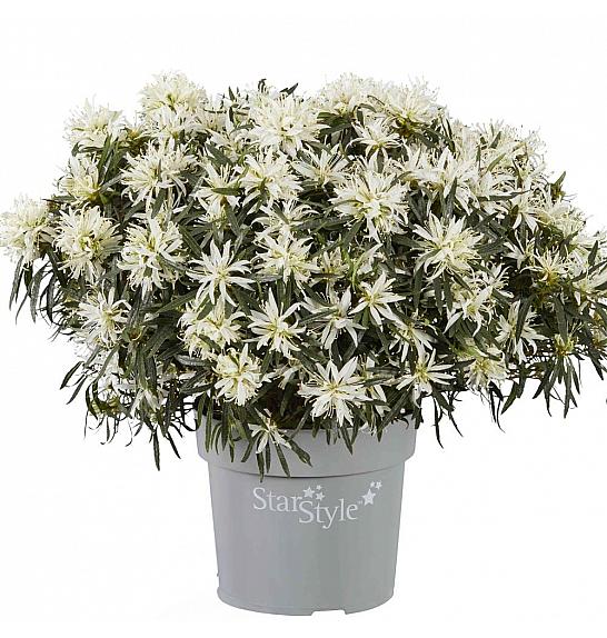 Azalea japonica Starstyle ® White C1,5 Lit. 25 cm