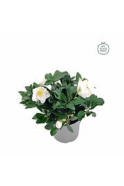 Helleborus niger HGC ® Diva C2 Lit. 25 cm