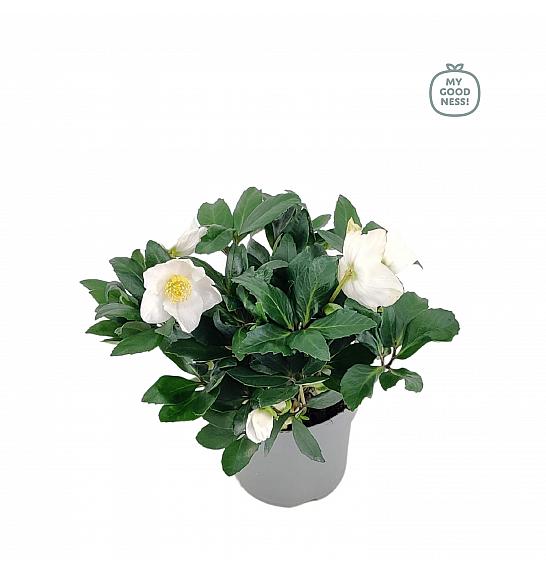 Helleborus niger HGC ® Diva C2 Lit. 25 cm