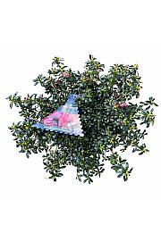 Azalea japonica Cascadula Evergreen - Hortinno C3 Lit. 30-40 cm