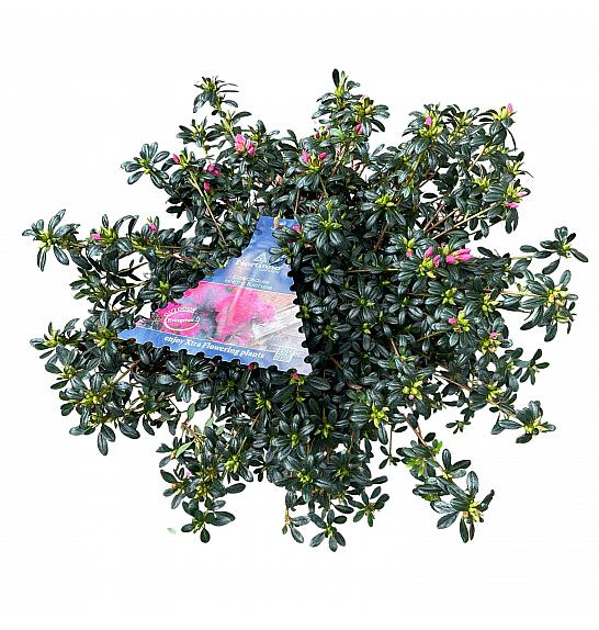 Azalea japonica Cascadula Evergreen - Hortinno C3 Lit. 30-40 cm