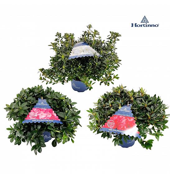 Azalea japonica Evergreen - Hortinno Mix C3 Lit. 30-40 cm