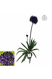 Agapanthus Everpanthus ® Black Jack C2 Lit. 60-70 cm