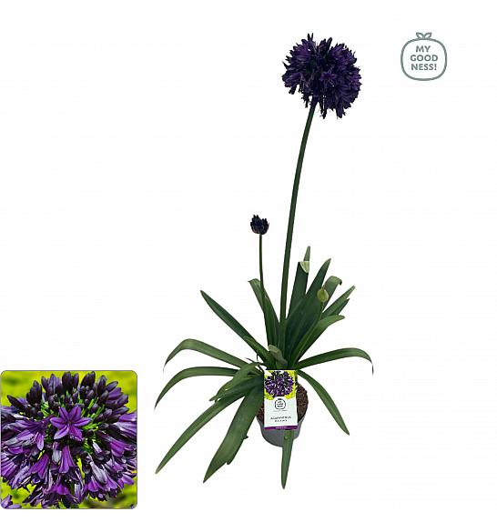 Agapanthus Everpanthus ® Black Jack C2 Lit. 60-70 cm