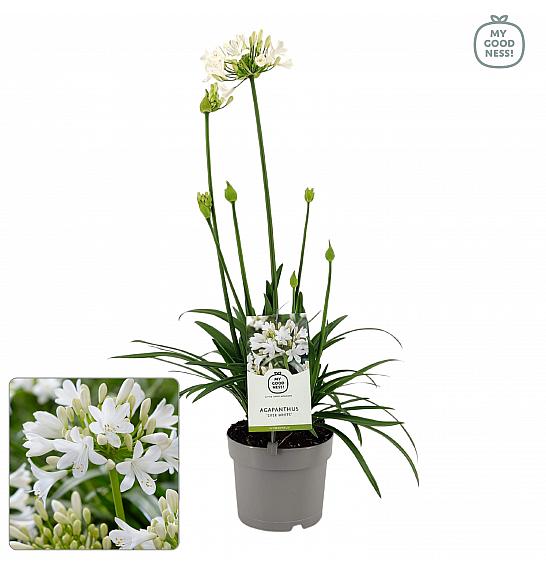 Agapanthus Everpanthus ® Ever White C2 Lit. 60-70 cm