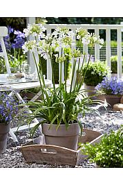 Agapanthus Everpanthus ® Ever White C2 Lit. 60-70 cm