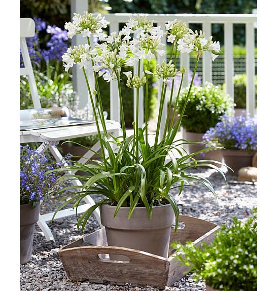Agapanthus Everpanthus ® Ever White C2 Lit. 60-70 cm