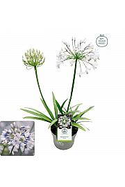 Agapanthus Everpanthus ® Ever Sparkle C2 Lit. 60-70 cm
