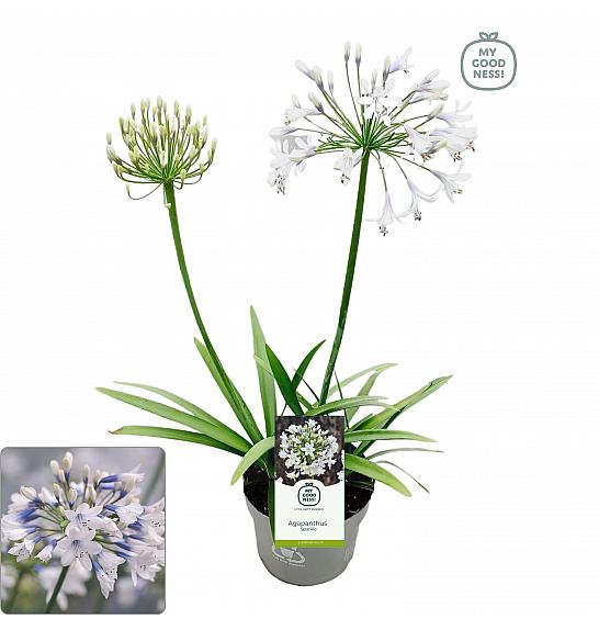 Agapanthus Everpanthus ® Ever Sparkle C2 Lit. 60-70 cm