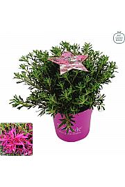 Azalea japonica Starstyle ® Lila C3 Lit. 30 cm