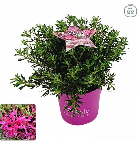 Azalea japonica Starstyle ® Lila C3 Lit. 30 cm