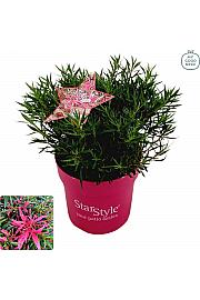 Azalea japonica Starstyle ® Pink C3 Lit. 30 cm