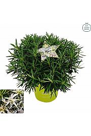 Azalea japonica Starstyle ® White C3 Lit. 30 cm