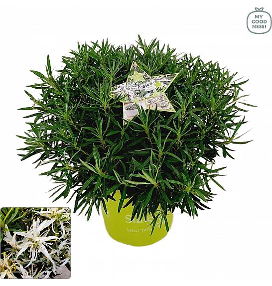 Azalea japonica Starstyle ® White C3 Lit. 30 cm