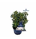 Kalmia latifolia Hortinno Elf C3 Lit. 20-30 cm