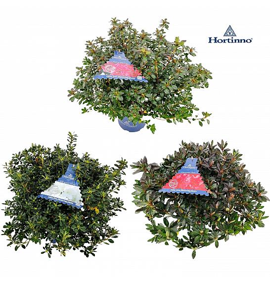 Azalea japonica Evergreen - Hortinno Mix C5 Lit. 50-60 cm