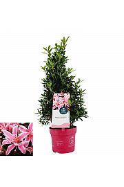 Azalea japonica Pink Spider ® C2 Lit. 35 cm piramida