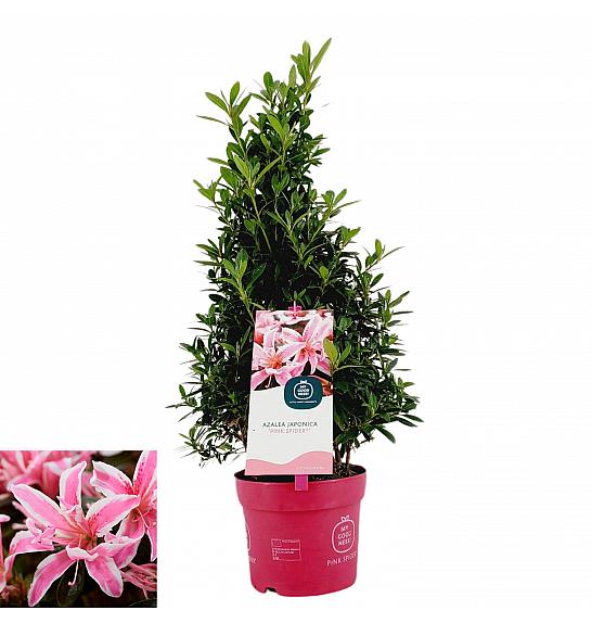 Azalea japonica Pink Spider ® C2 Lit. 35 cm piramida