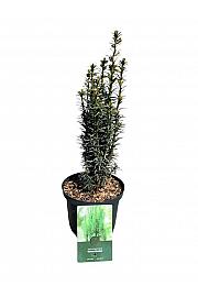 Taxus baccata Green Rocket C2,5 Lit. 30-40 cm