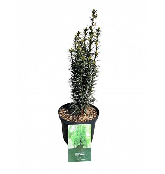 Taxus baccata Green Rocket C2,5 Lit. 30-40 cm