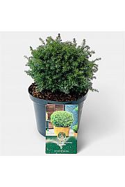 Chamaecyparis pisifera Cumulus C2,5 Lit. 15-20 cm