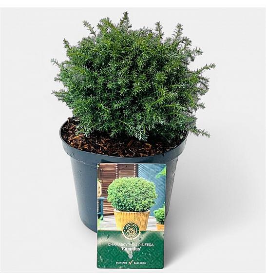 Chamaecyparis pisifera Cumulus C2,5 Lit. 15-20 cm