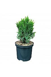 Chamaecyparis lawsoniana Drath Hexe C2,5 Lit. 15-20 cm