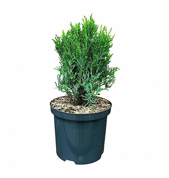Chamaecyparis lawsoniana Drath Hexe C2,5 Lit. 15-20 cm