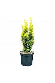 Taxus baccata Golden Minaret C2,5 Lit. 15-20 cm