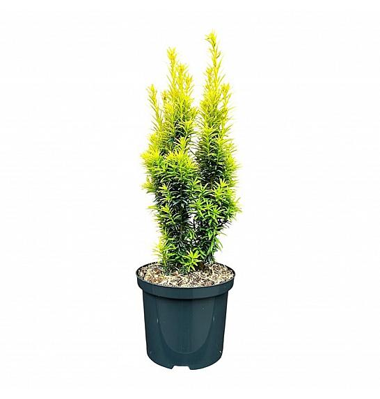 Taxus baccata Golden Minaret C2,5 Lit. 15-20 cm