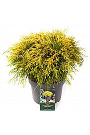 Chamaecyparis pisifera Filifera Aurea C5 Lit. 25-30 cm
