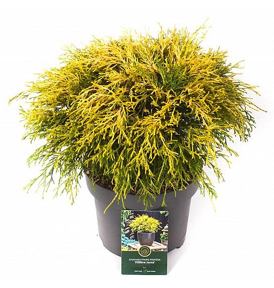 Chamaecyparis pisifera Filifera Aurea C5 Lit. 25-30 cm