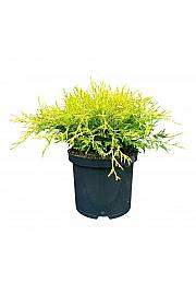 Chamaecyparis pisifera Filifera Aurea C5 Lit. 25-30 cm