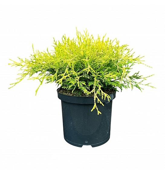 Chamaecyparis pisifera Filifera Aurea C5 Lit. 25-30 cm